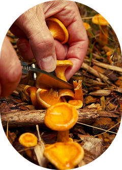 Hands holding fresh mushrooms