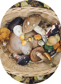 Hands holding fresh mushrooms